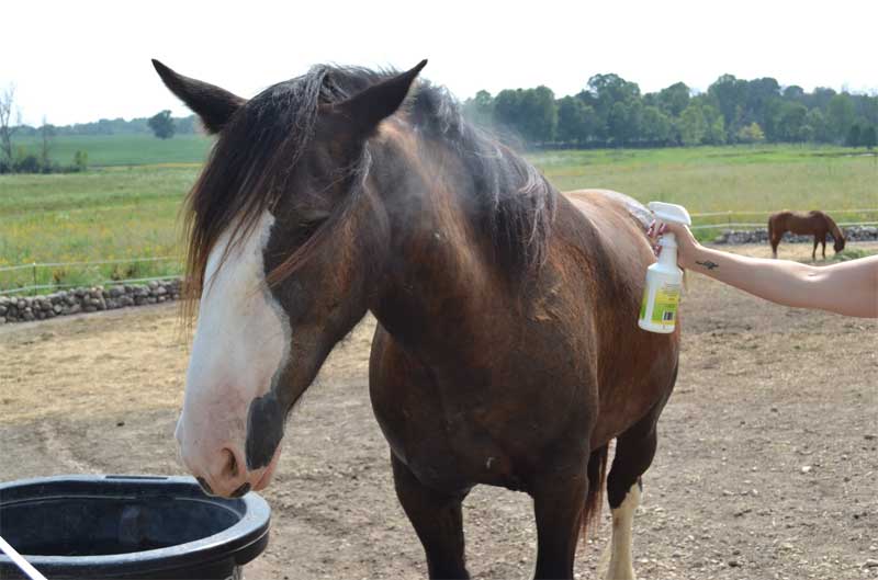 Horse in a paddock with a Pet-Setter spray bottle