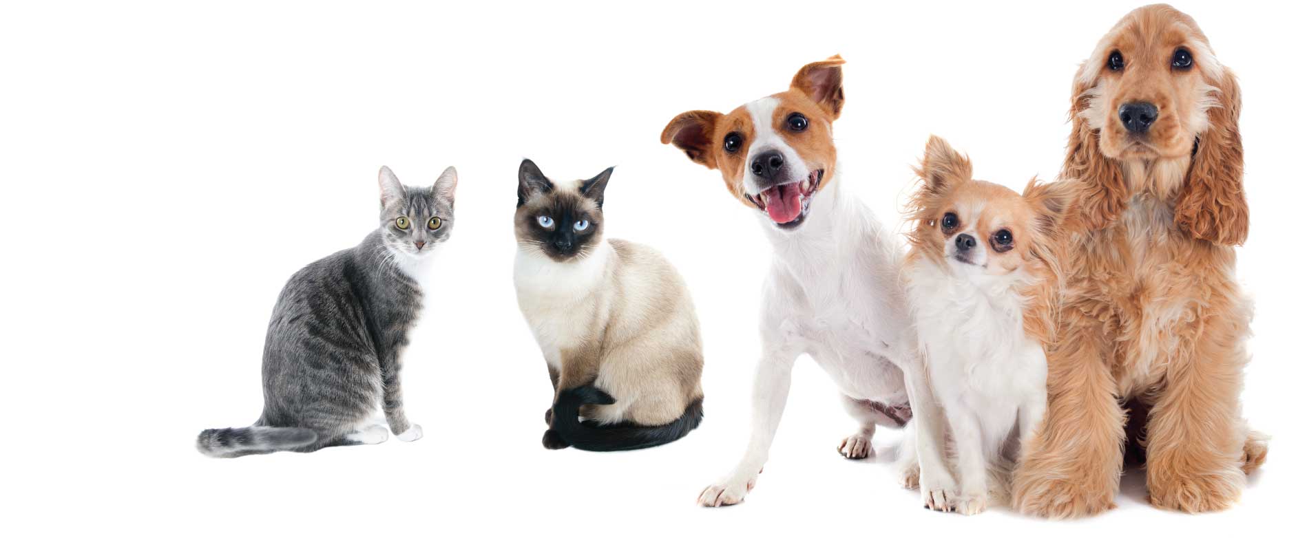 Group of cats and dogs together